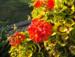 Red Flowers