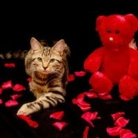 Valentine cat