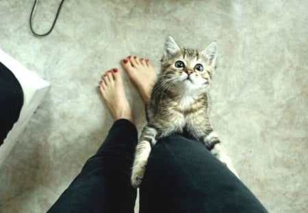 Can you resist me? - legs, woman, can, resist, you, cat