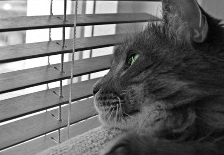 Longing - green, window, longing, eyes, cat