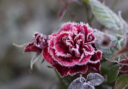 a winter day - garde, cold, red, petals, winter, leaves, frozen, rose