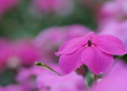 beauty pink - flowers, blur, nature, garden, soft, macro, pink