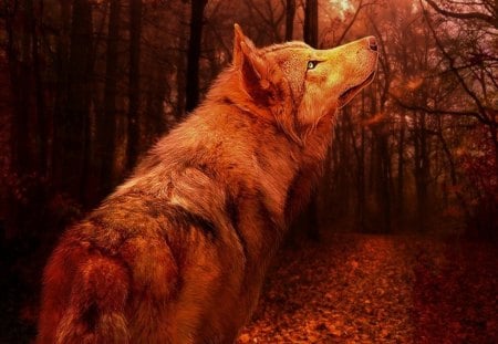 Autumn Wolf - wolf, autumn, forest, look