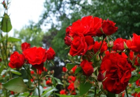 roses, - green, lovely, roses, red roses