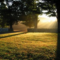 trees and rays