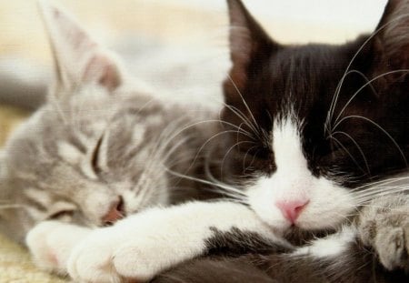 Two kittens taking a nap - cute, kittens, sleeping, feline