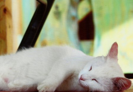 A white kitten taking a nap