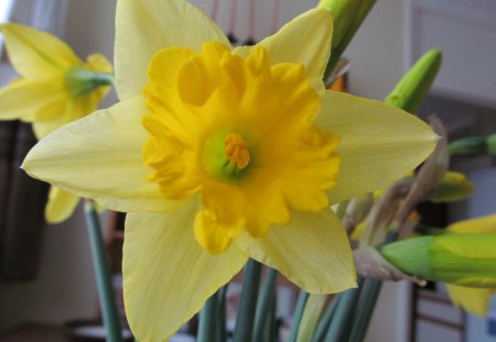 The Daffodill - blooms, daffodills, flowers, spring