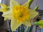 The Daffodill