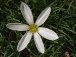 White crocus