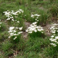 Wild white crocus