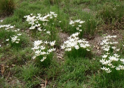 Wild white crocus - nature, crocus, wild, photography, bulbs, digital, flowers