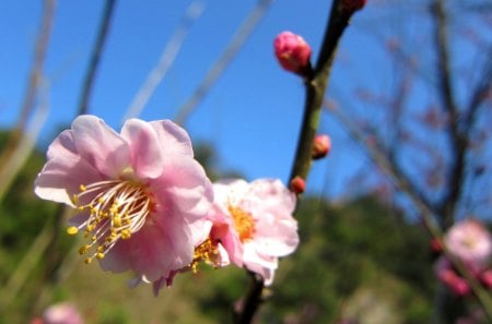 Cherry blossom - pretty, along trails, soft, flower, pink, mountain, stream sides