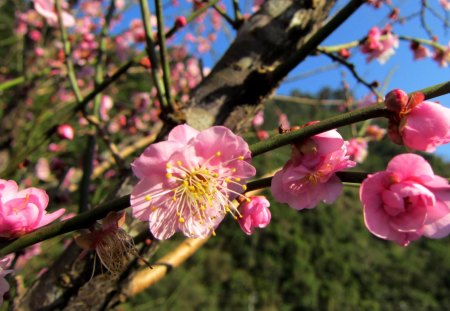 Cherry blossom - pretty, mountain, pink, soft, along trails, stream sides, flower