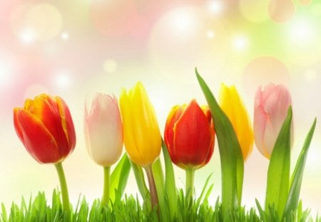 Tulips - colorful, tulips, nature, Flowers, plants, grass