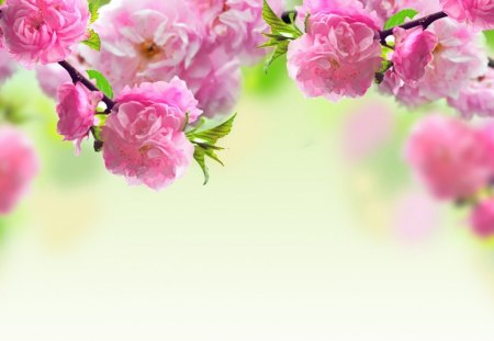 Spring beauty - nature, blossoms, pink, petals, flowers, spring