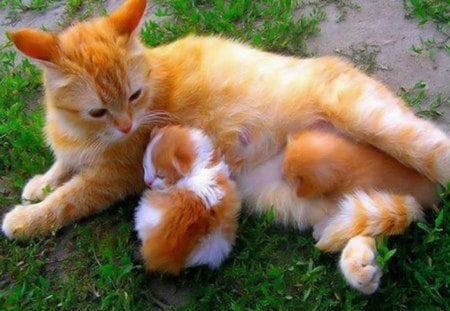 Content - white, cat, mother, orange, kitten