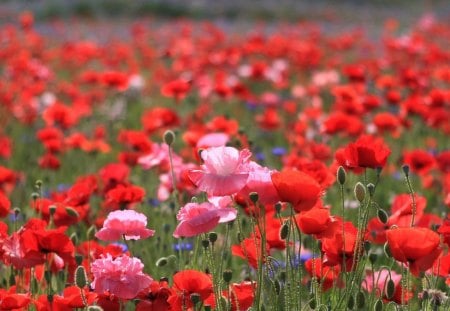 Red and pink poppies - nature, pink, red, green, field, poppy, flower