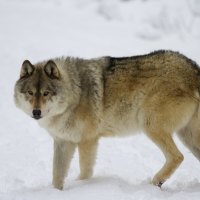 Wolf in Winter