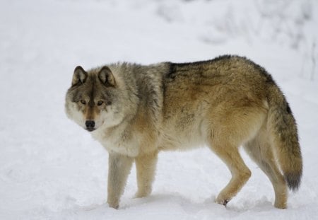 Wolf in Winter - wolves, predator, wilderness, snow