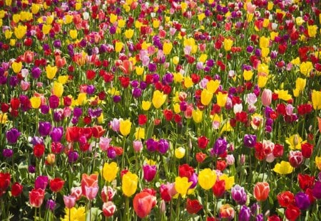 alot of flowers - fields, flowers, yellow, red