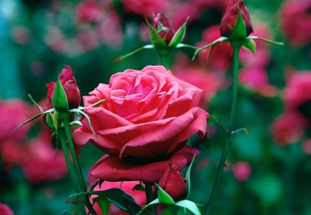 roses - flowers, rose, red, wild