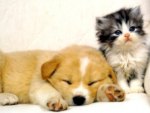 Cute dog and sweet kitten