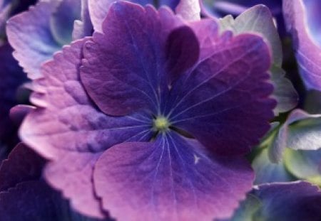 Like a pansy - pansy, purple, blue, pink, spring, flower