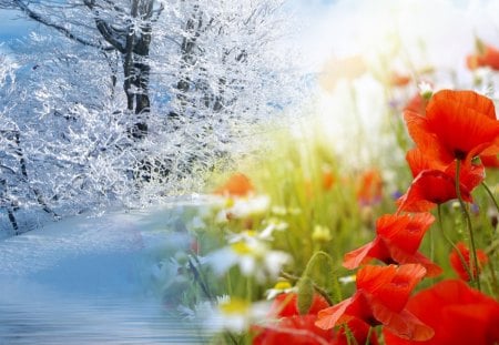 Winter Into Spring - sunshine, collage, trees, sun, field, fantasy, spring, cold, daisies, wild flowers, winter, fleurs, warm, frost, snow, freeze, flowers, poppies