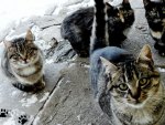 Cats (My photography)