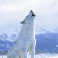 Arctic wolf howling