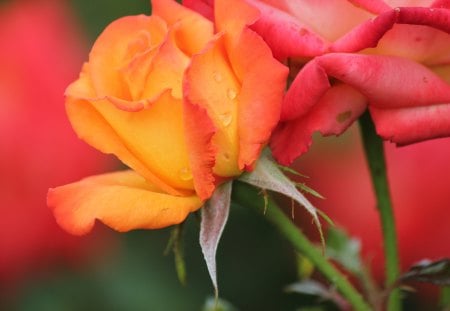 yellowy pink roses - nature, flowers, roses, yellow roses