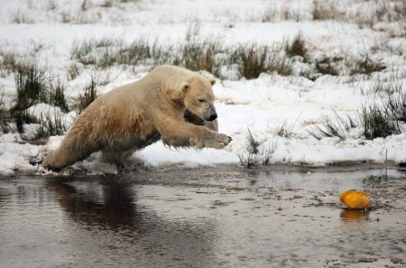 polar bear - love, polar bear bear cub, brown bear, animal black, bear, winter, grizzly, wallpaper, fantasy, art, snow, fish, animal, food, desktop