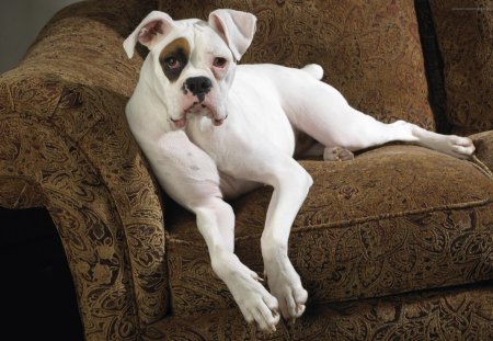 American bulldog - white, bull, American bulldog, dog, wallpaper