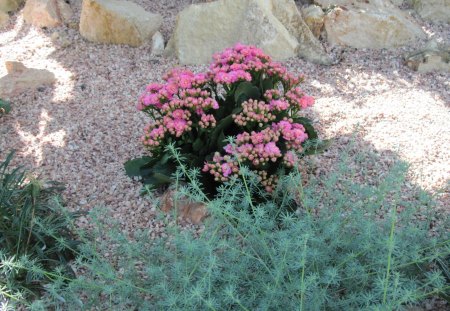 A green day at Edmonton garden 02 - Flowers, garden, green, photography, pink, stones, rocks