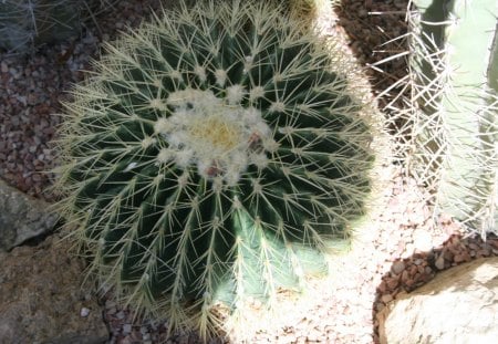 A green day at Edmonton garden 09 - white, Flowers, garden, green, photography, Cactus, stones