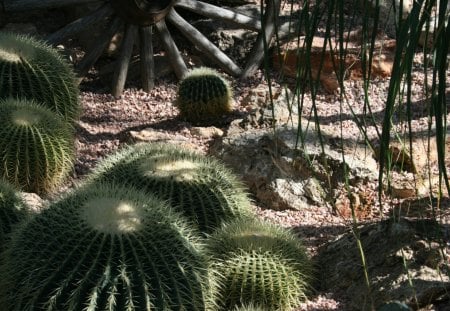 A green day at Edmonton garden 10 - white, garden, rocks, flowers, photography, stones, cactus, green