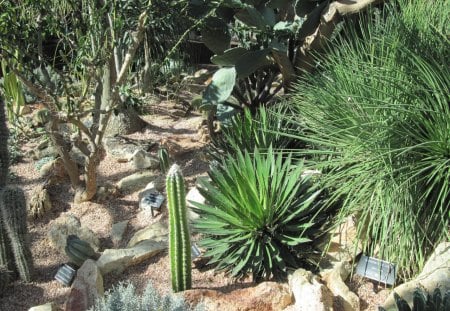 A green day at Edmonton garden 12 - Flowers, garden, green, photography, cactus, stones, rocks