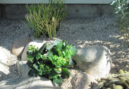 A green day at Edmonton garden 14 - rocks, flowers, stones, leaves, yellow, cactus, garden, white, photography, grey, green