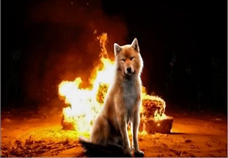 Burning in the Night - night, burning, fire, wolf