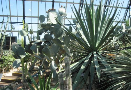 A green day at Edmonton garden 23 - garden, flowers, photography, cactus, green