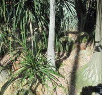 A green day at Edmonton garden 26