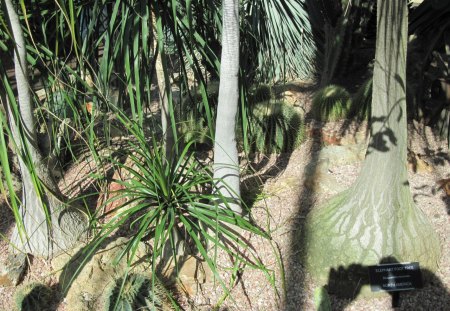 A green day at Edmonton garden 26 - Flowers, garden, green, photography, cactus, tree