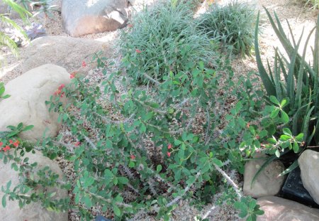 A green day at Edmonton garden 27 - Flowers, garden, red, green, photography, cactus, stones, rocks