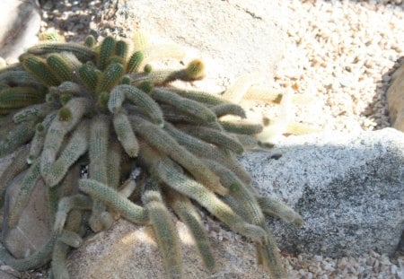 A green day at Edmonton garden 28 - Flowers, garden, green, photography, cactus, stones, rocks