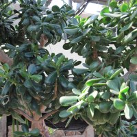 A green day at Edmonton garden 30