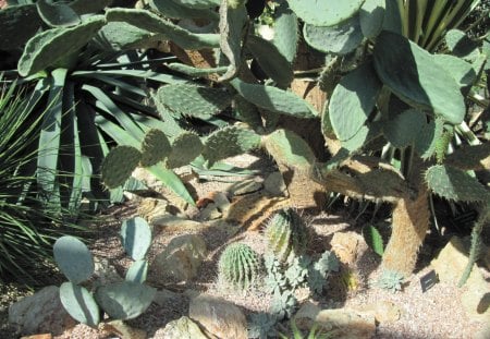 A green day at Edmonton garden 31 - Flowers, garden, green, photography, cactus, stones, rocks