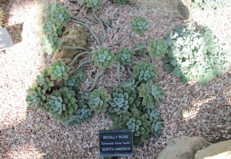 A green day at Edmonton garden 32 - Flowers, garden, green, photography, cactus, stones, rocks