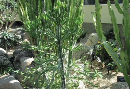 A green day at Edmonton garden 33 - garden, rocks, flowers, photography, cactus, green