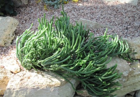 A green day at Edmonton garden 34 - Flowers, yellow, garden, green, photography, stones, rocks